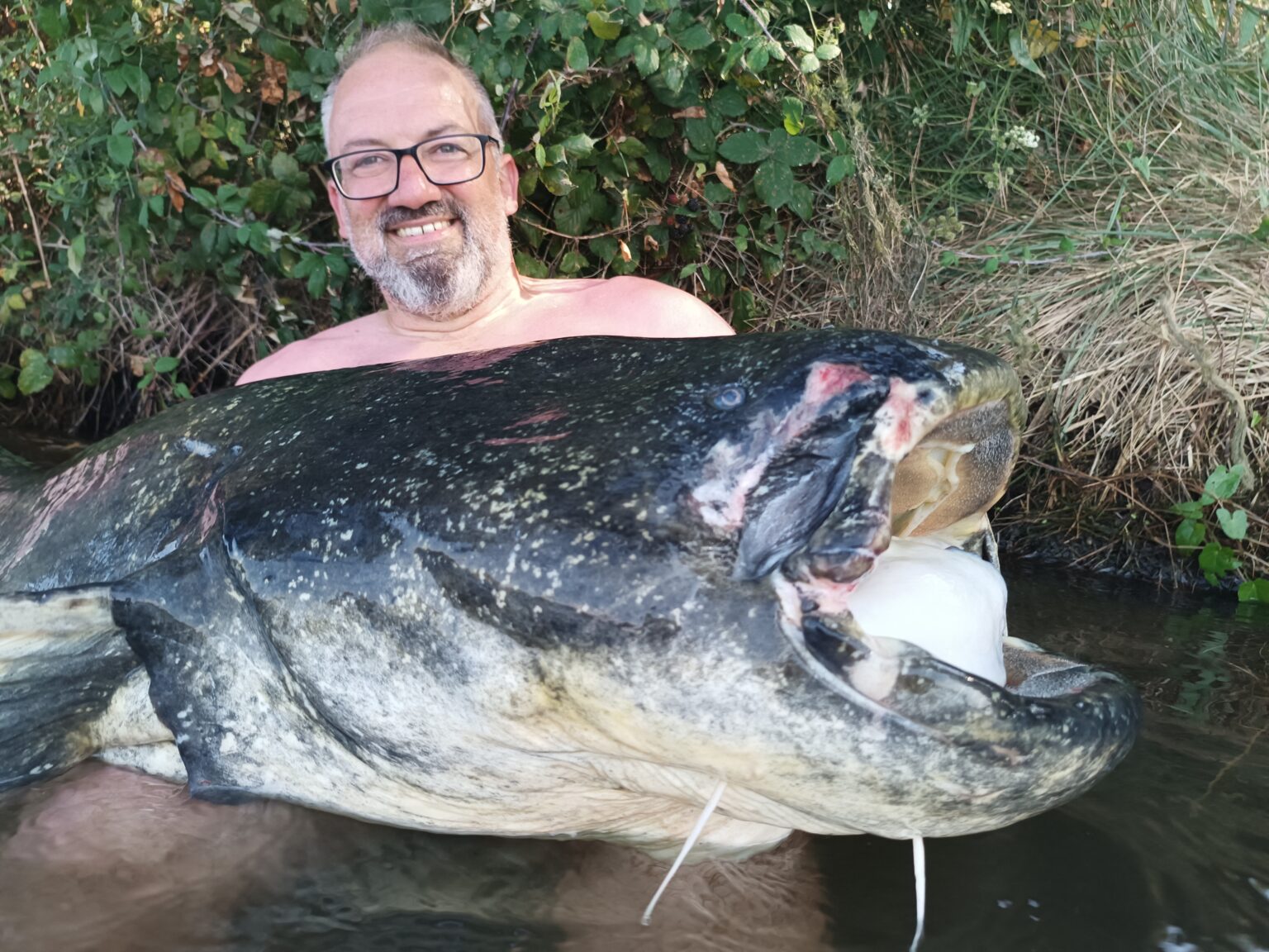 Welsfischen Am Ebro Im August Extreme Ebrofishing